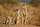 Avatar: Suricates
